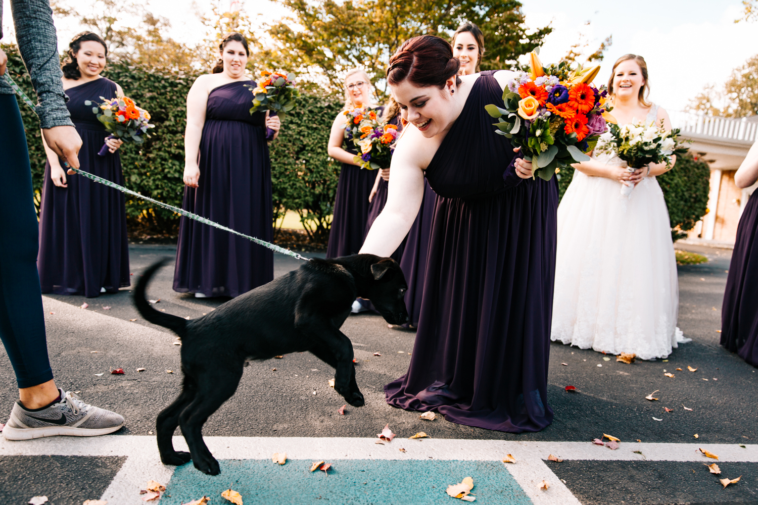 puppy-wedding-dog-new-england-US-destination-elopement-photographer.jpg