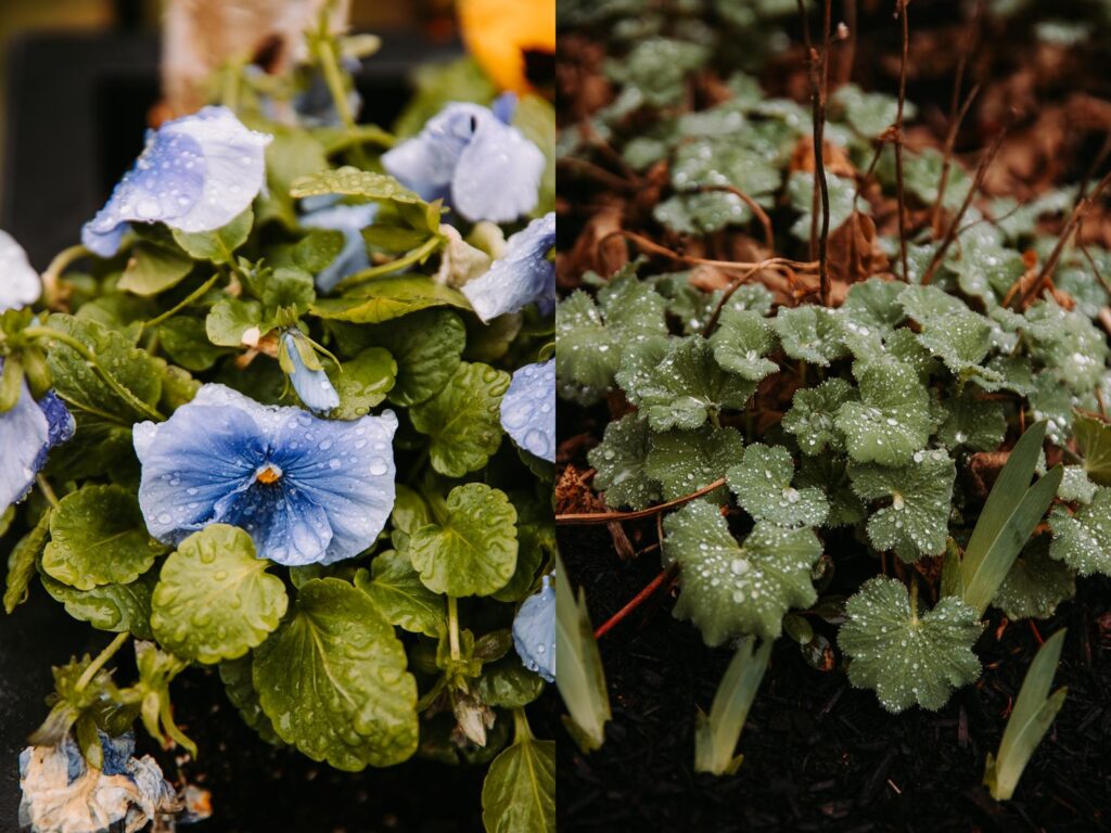 Close-up of fresh purple pansies and green garden plants on a rainy spring day at Birch Wood Vineyards