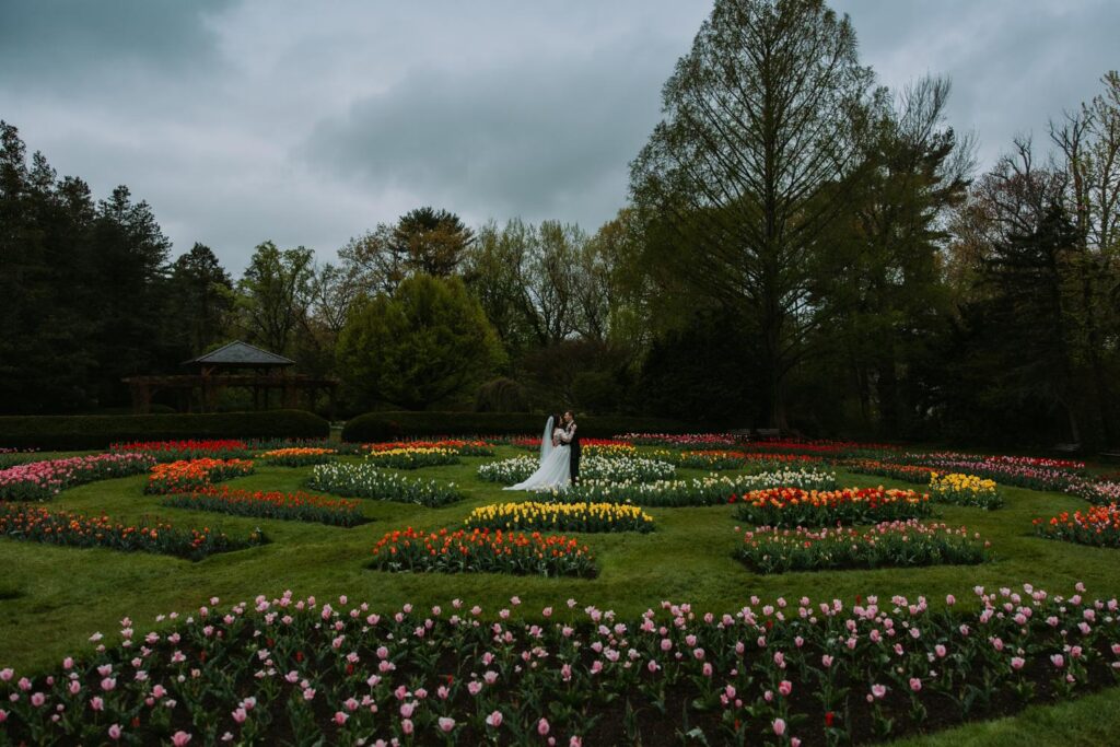 Wide landscape shot of Elizabeth Park tulip garden in full bloom with couple small in the distance